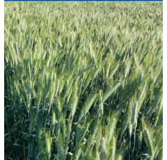 Triticale - Torcal - R1 y R2