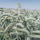Triticale - Zuhat - R1