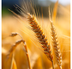 Amidala - Sommergerste