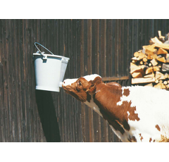 Kälbertränkeeimer Kunststoff