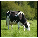 Mischung 10 (70% deutsches Weidelgras, 20 % Rotklee, 10 % Weißklee)