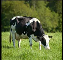 Mischung 10 (70% deutsches Weidelgras, 20 % Rotklee, 10 % Weißklee) 