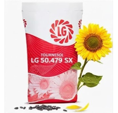 Tournesol linoléique demi-précoce - LG 50.479 SX