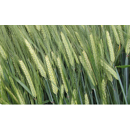 Orge de printemps brassicole - Lauréate