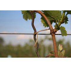 Fil de ligature pour vignes - recouvert de papier - 0,5 mm - différentes longueurs