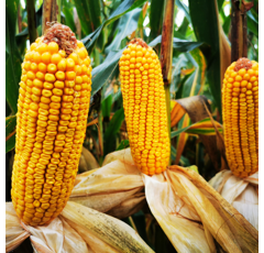 Saatmais - MAS 333.T (S290 K300) MAS SEEDS