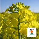 KWS Allessandro Hybridraps