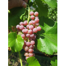 Tafeltraube - Suffolk Red - Rosé - Kernlos