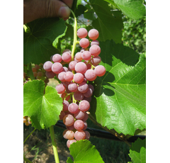Tafeltraube - Suffolk Red - Rosé - Kernlos