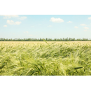 Cebada de invierno - SPAZIO