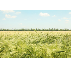 Cebada de invierno - SPAZIO