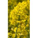 Colza oleaginosa híbrida - RGT AZURITE