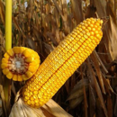 Saatmais - MAS 23.M (S260 K260) MAS SEEDS