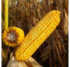 Saatmais - MAS 23.M (S260 K260) MAS SEEDS