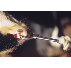 Pince mouchette à coulant en acier forgé nickelé 19 cm