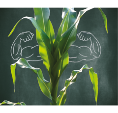 Maíz ensilado y grano - Mas 431.B