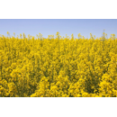 Colza oleaginosa híbrida - RGT CLICK CL