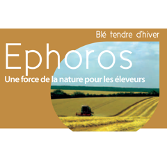 Blé tendre d'hiver - Ephoros