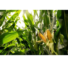 Saatmais - Stromboli CS (S270) LIDEA