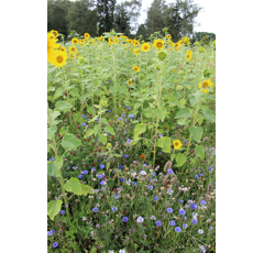 Zwischenfruchtmischung - PROGREEN Honigpflanzen für Brachen, einjährig
