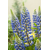 Blaue Süßlupine - BOLERO