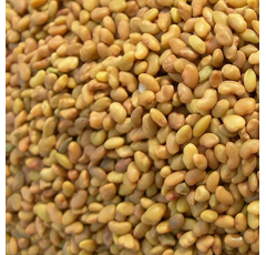 Luzerne type sud - Giulia