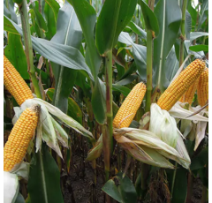 Maïs mixte 240 - KWS Qualito