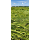 Cebada - RGT GIBRALTAR