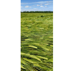 Cebada - RGT GIBRALTAR