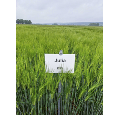 Julia - Wintergerste