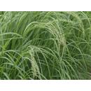 Teff Grass