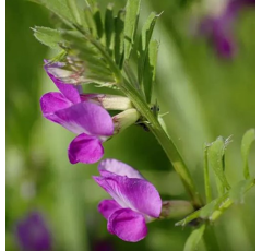 Vesce commune d'hiver - Hanka - BIO