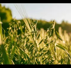 Wintergelbhafer Rhapsody