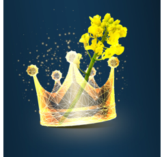 KWS Vamos | Hybrider Winterraps