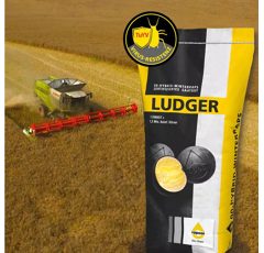 Ludger | Hybrider Winterraps