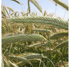 KWS Progas - Hybrider Winterroggen