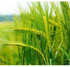 Seigle forestier - Waldi