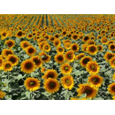 Sonnenblume - LG 54.78 BIO