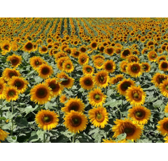 Sonnenblume - LG 54.78 BIO