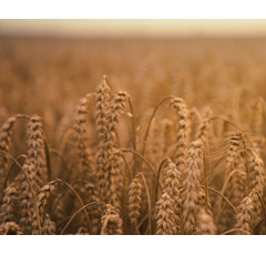 Winterhafer - Fleuron