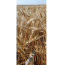 Trigo blando de primavera - RGT Tocayo - Aristado