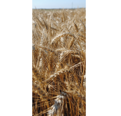 Trigo blando de primavera - RGT Tocayo - Aristado