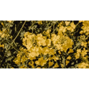 SY Saveo | Hybrider Wingterraps