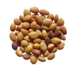 Trèfle squarrosum - Biancofiore