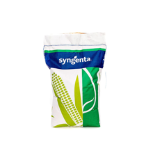 Maíz grano FAO 600 - SY Cromatic