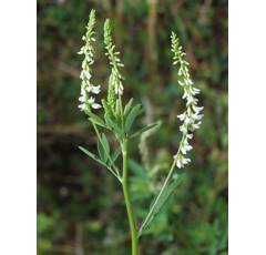 Mélilot blanc