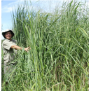 Switchgrass - RC_Chippewa