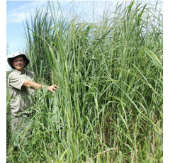 Switchgrass - RC_Chippewa