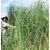 Switchgrass - RC_Chippewa