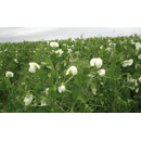 Guisante de primavera - Mythic - ERROR